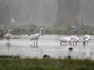  - Eurasian Spoonbill