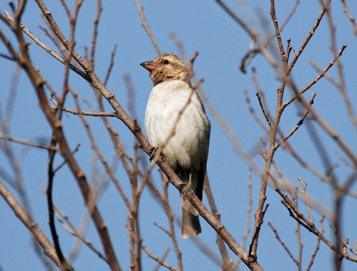Sahel Bush Sparrow - ML45280171