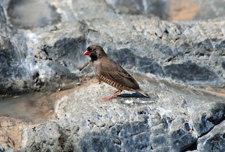 Quailfinch - Ortygospiza atricollis - Birds of the World