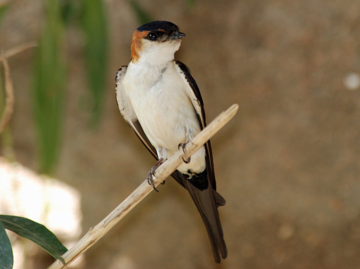 Red-rumped Swallow (West African) - Nigel Voaden