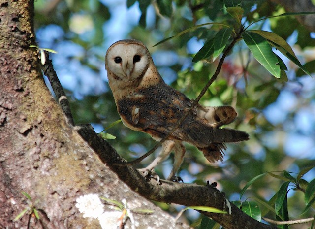 barn owl food web