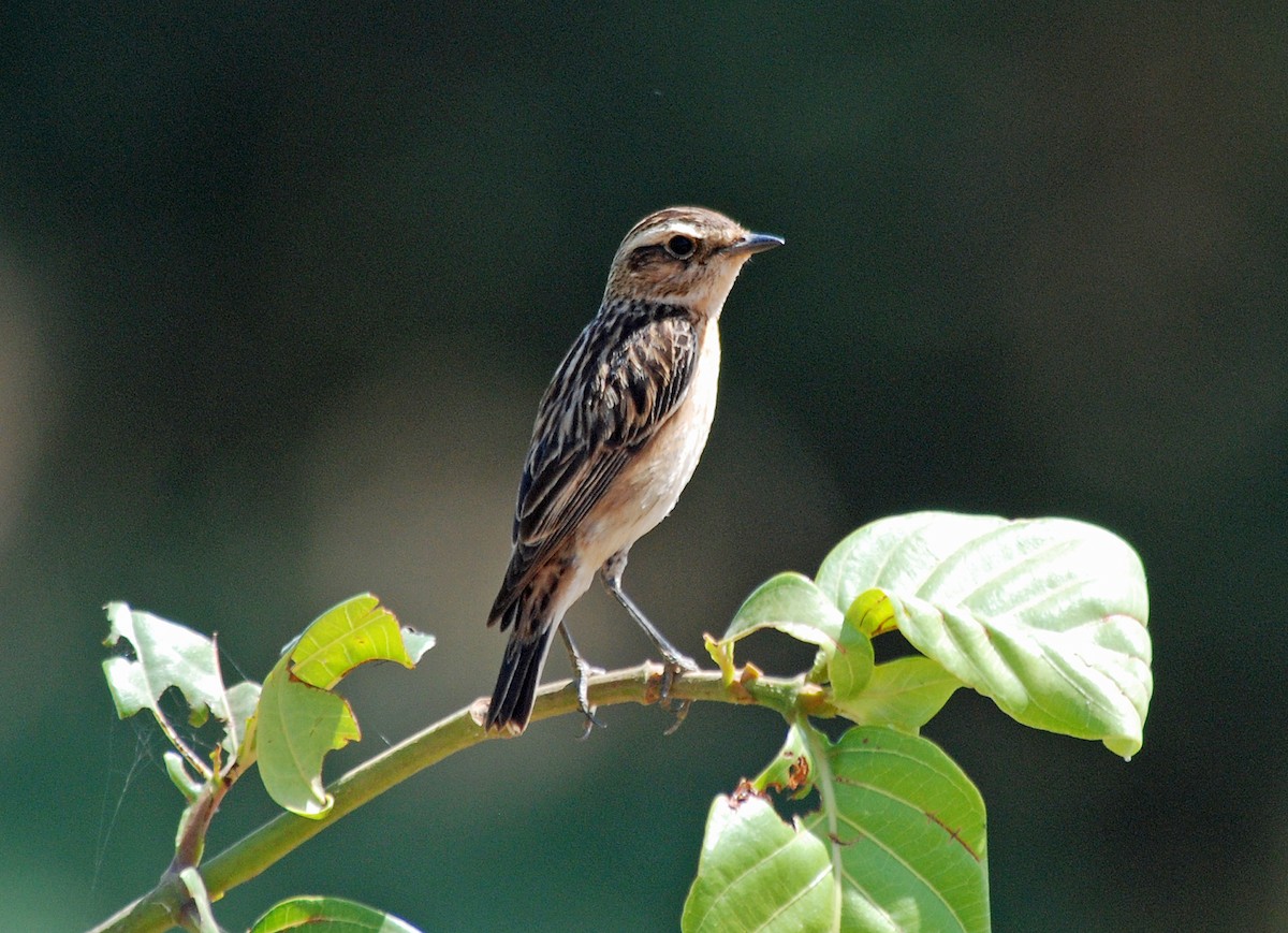 Whinchat - ML45280661
