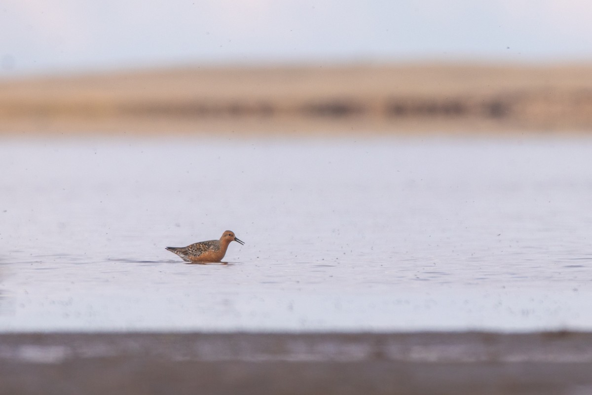 Red Knot - ML452808161
