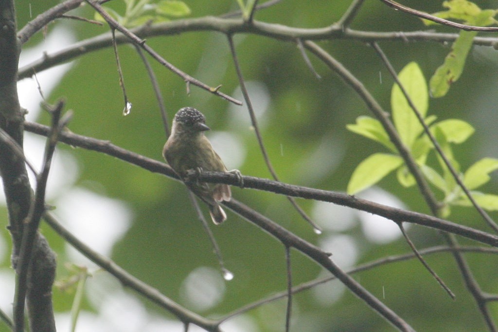 Olivaceous Piculet - William Hull