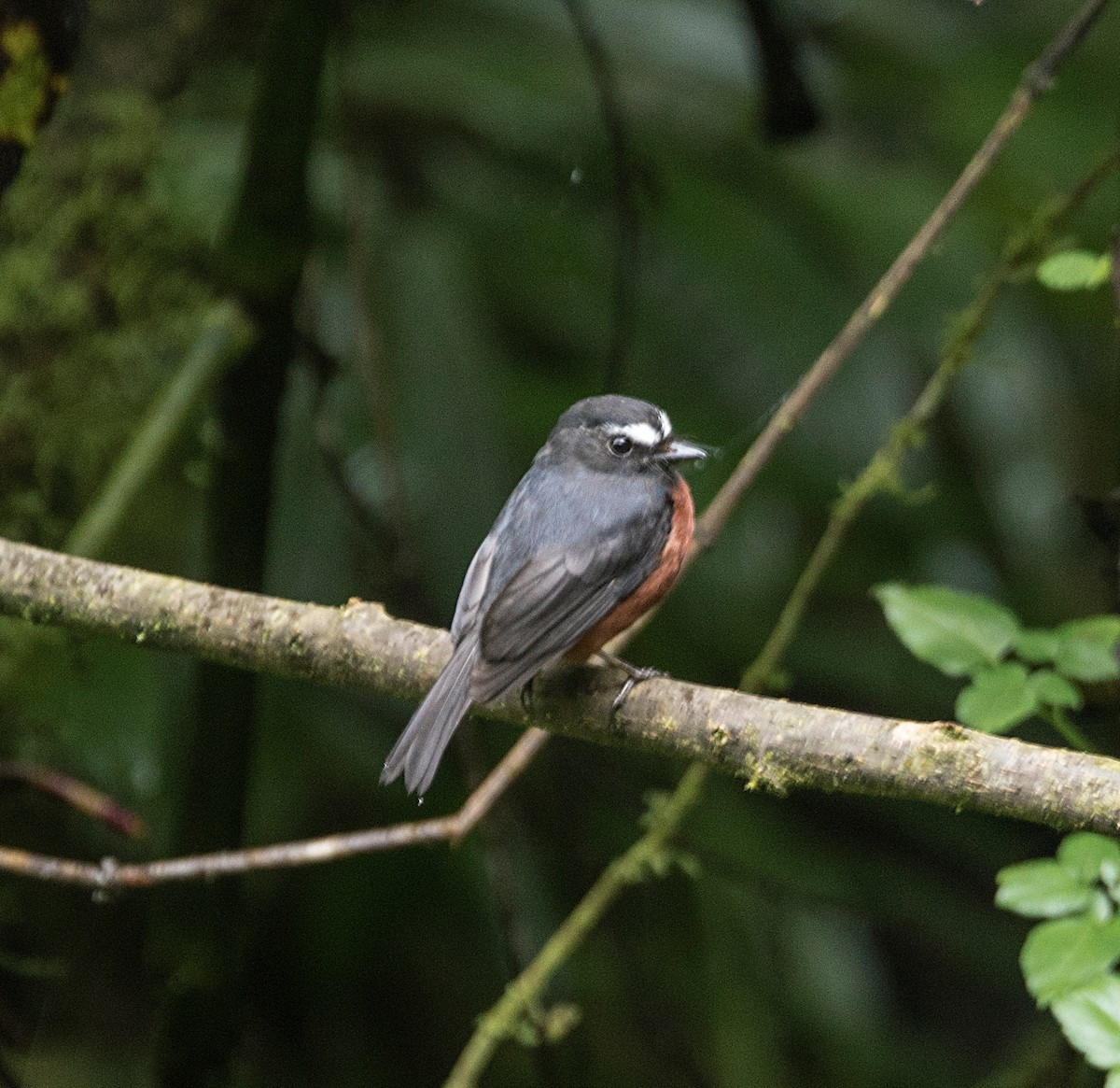 Chestnut-bellied Chat-Tyrant - Terry  Hurst