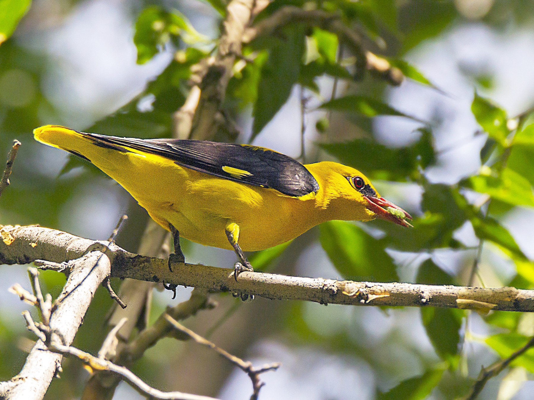 Eurasian Golden Oriole - Anonymous