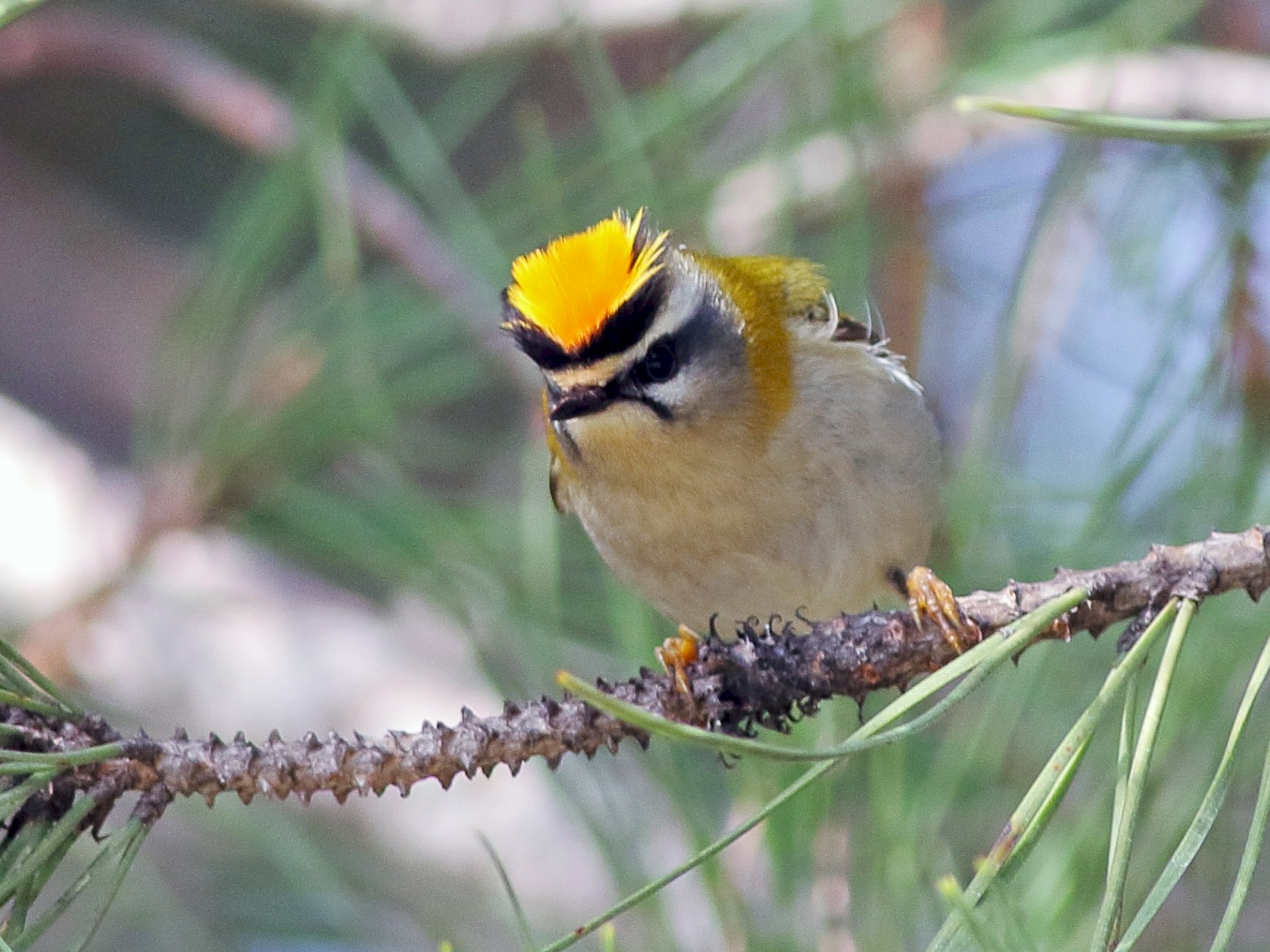 Common Firecrest - Sérgio Correia