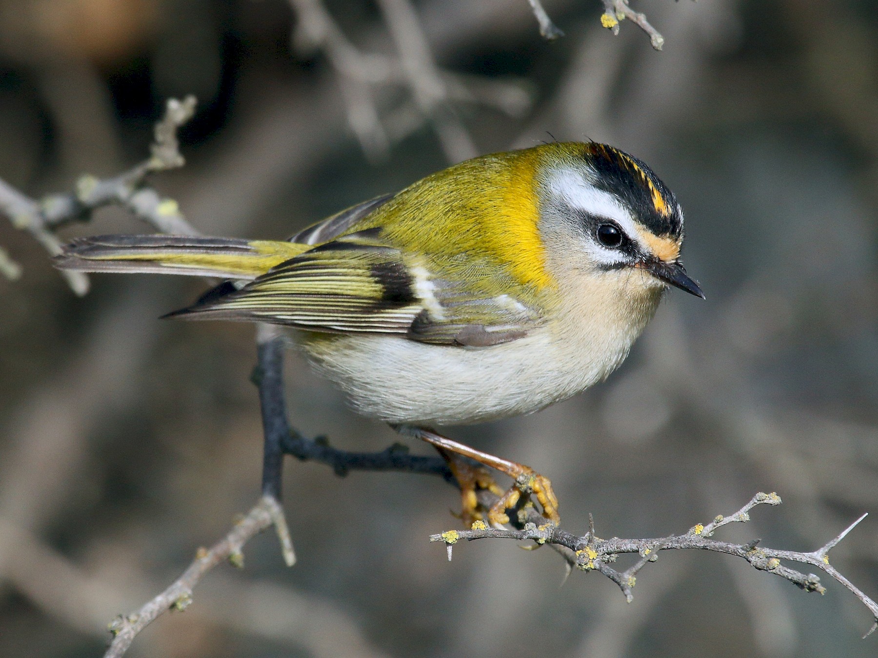 Common Firecrest - EBird