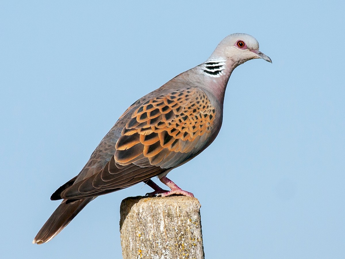 European Turtle-Dove - eBird