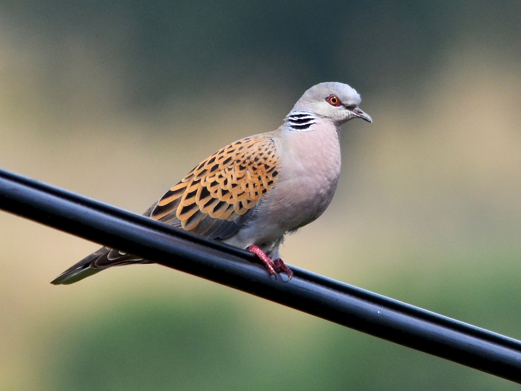 European Turtle-Dove - José Frade