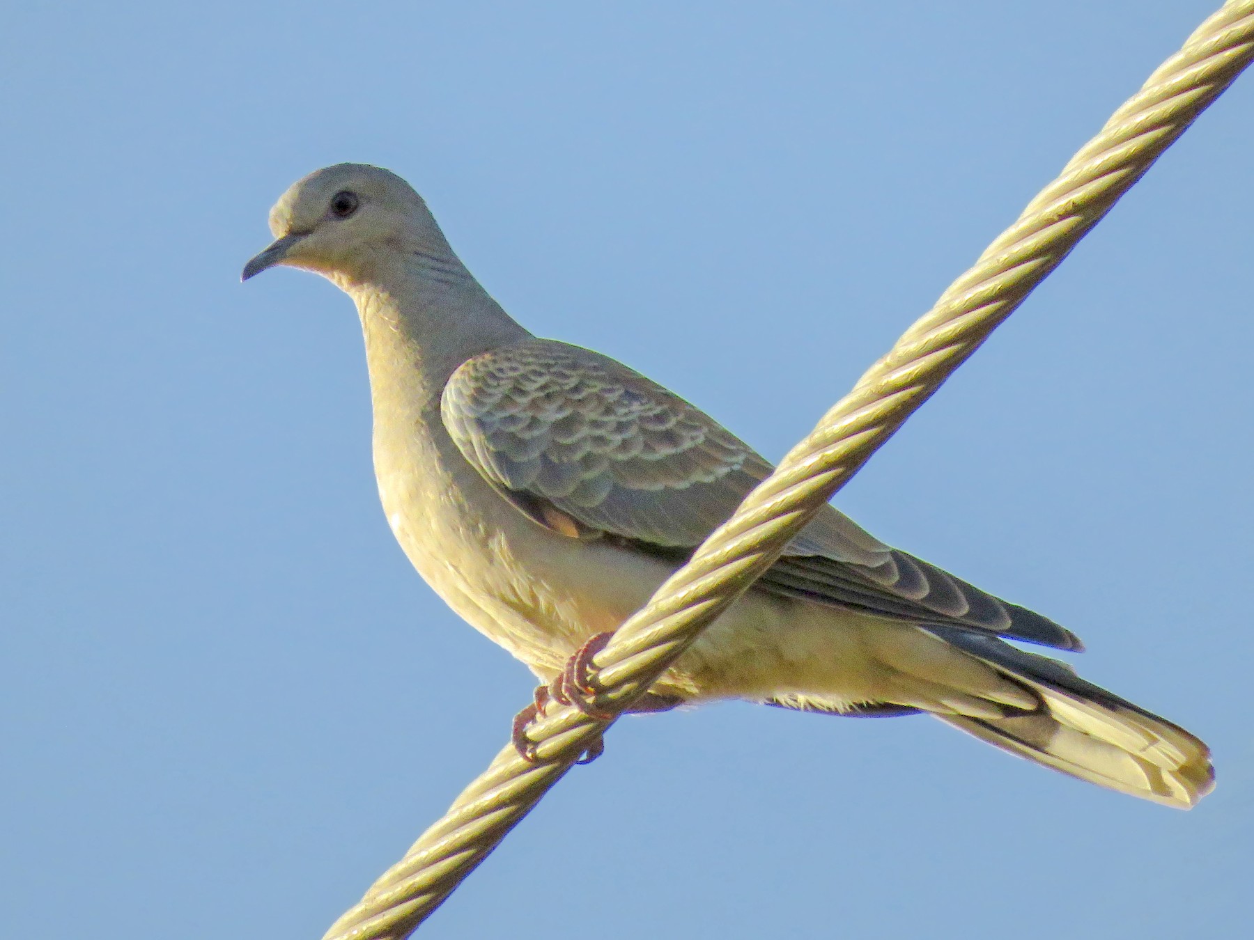 European Turtle-Dove - eBird