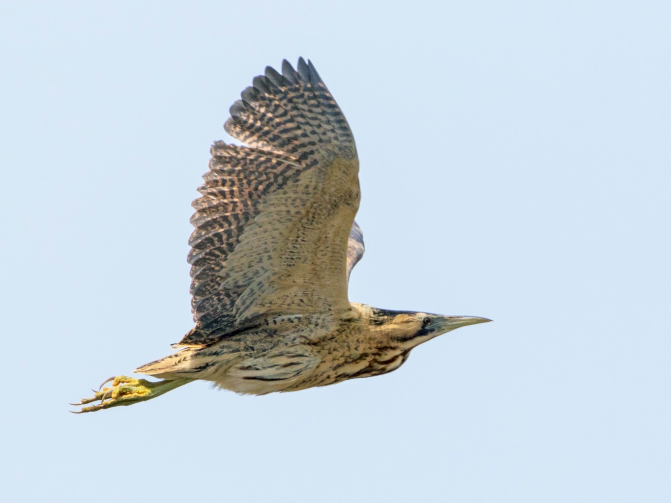 Great Bittern - Neal Hardwick