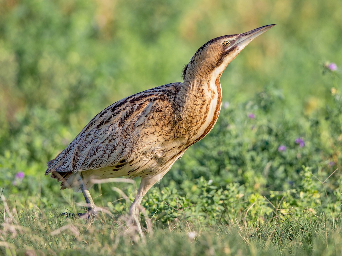 bittern bird