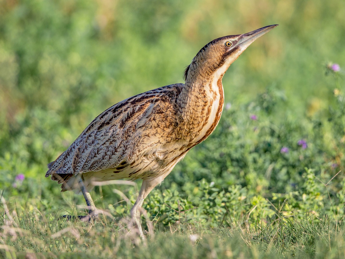 Great Bittern - eBird Argentina