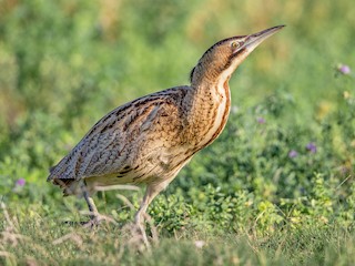  - Great Bittern