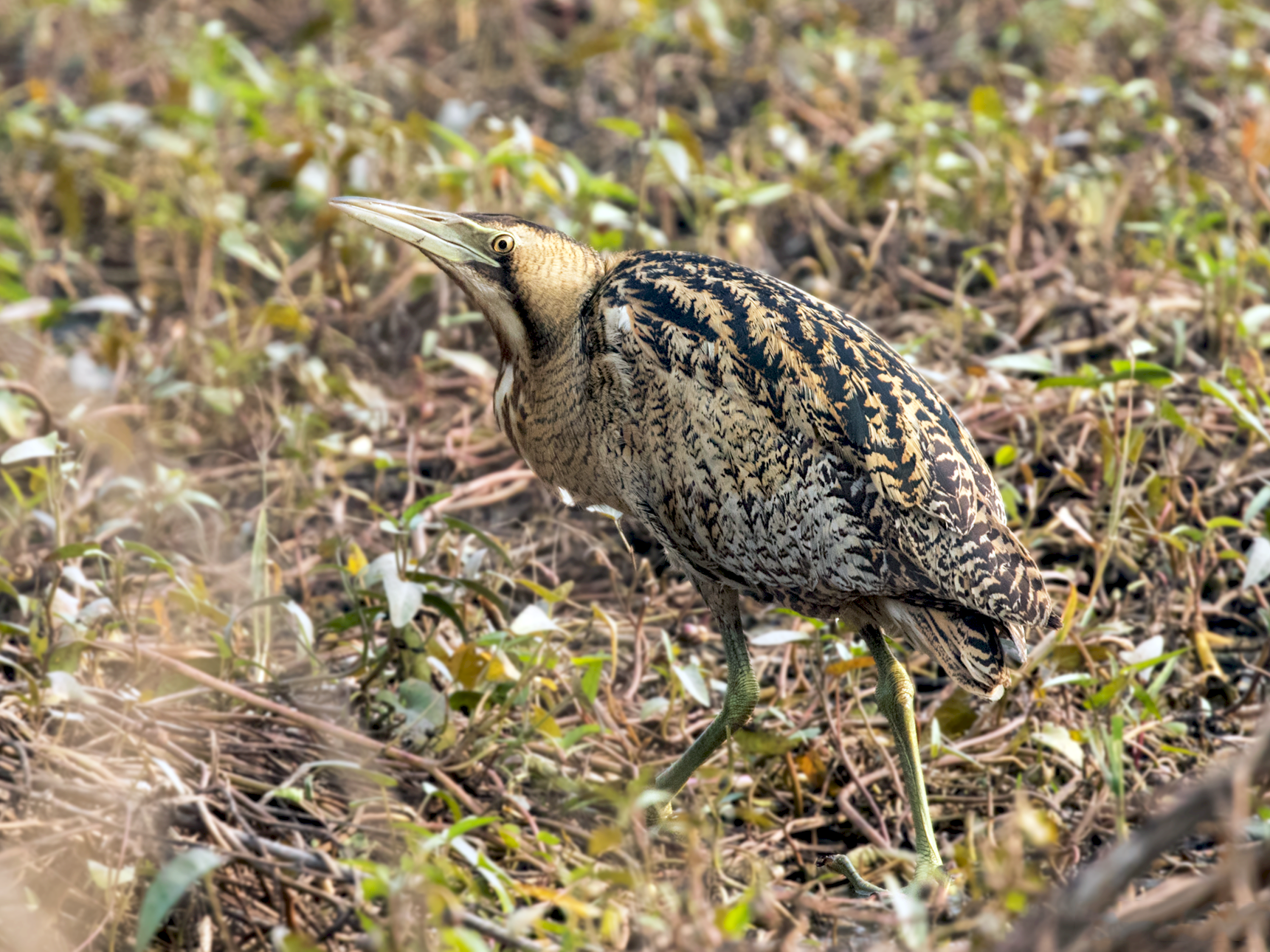 Great Bittern - Maneet Pal Singh