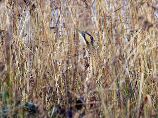  - Eurasian Bittern