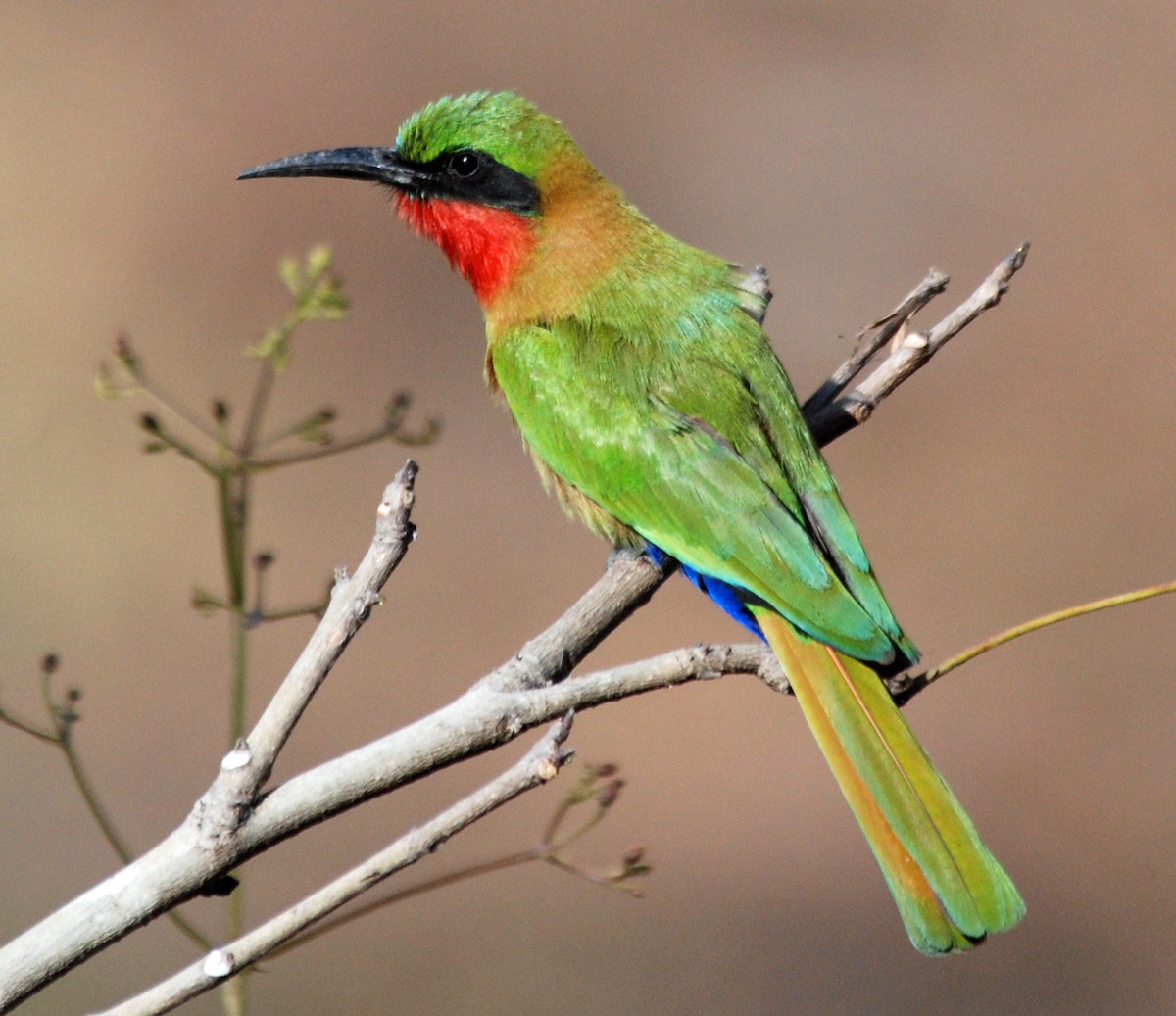 Red-throated Bee-eater - Nigel Voaden