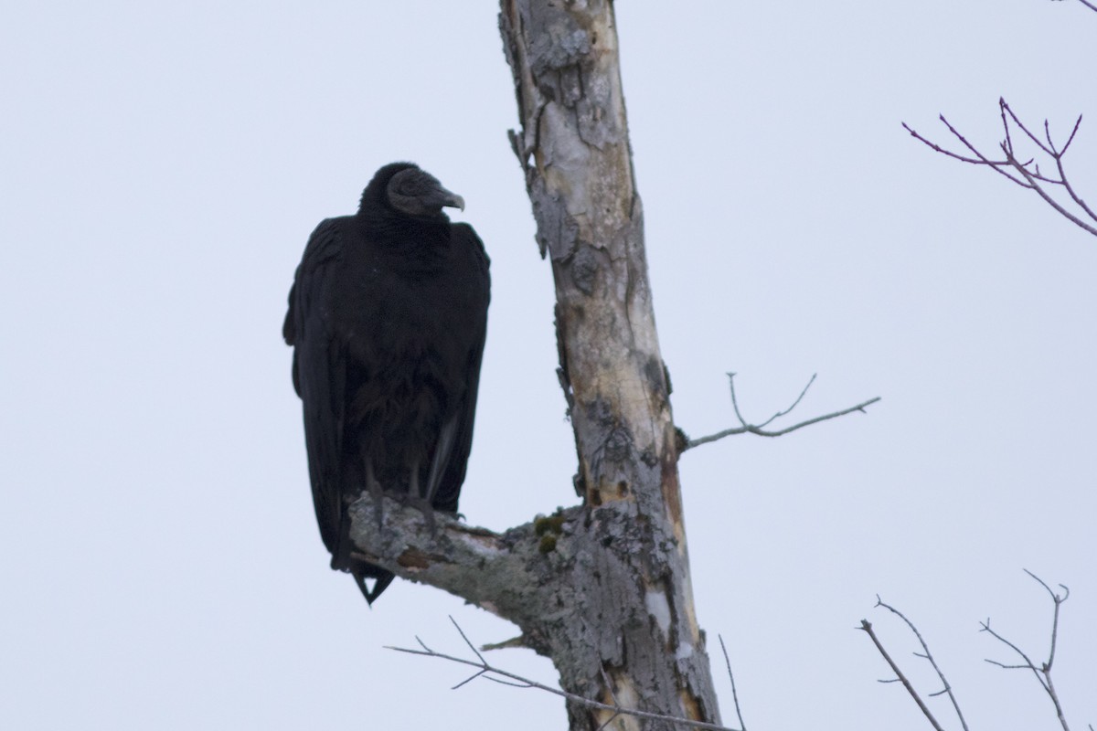 Black Vulture - ML45282571