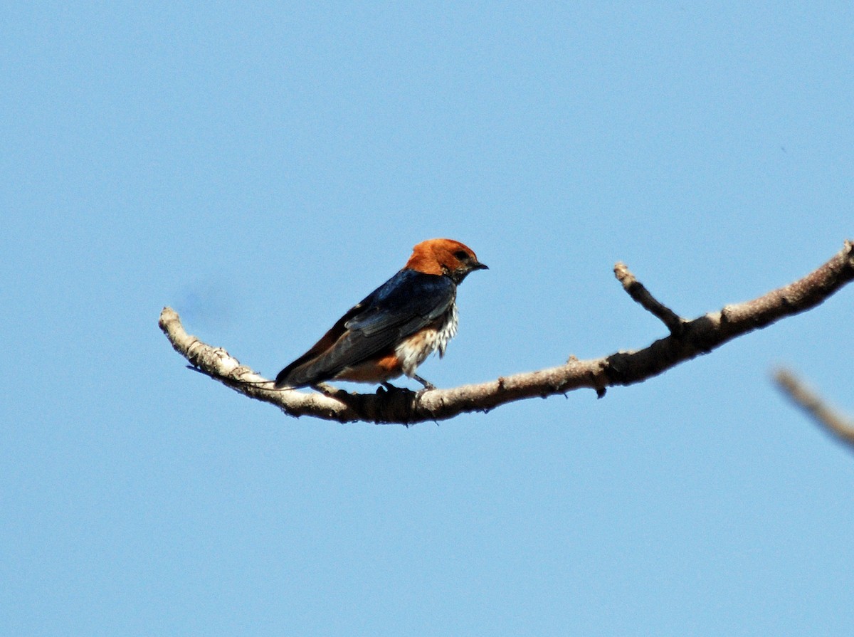 Lesser Striped Swallow - ML45282691