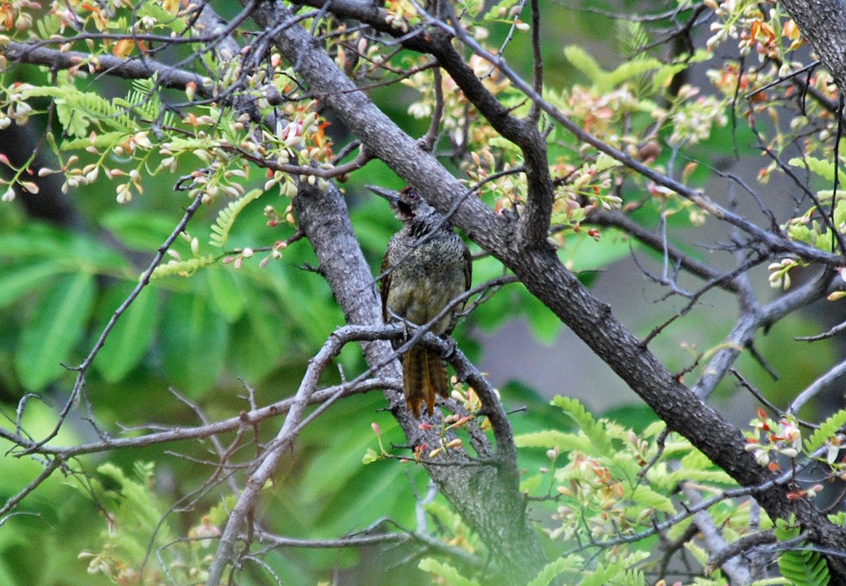 Fine-spotted Woodpecker - ML45282891