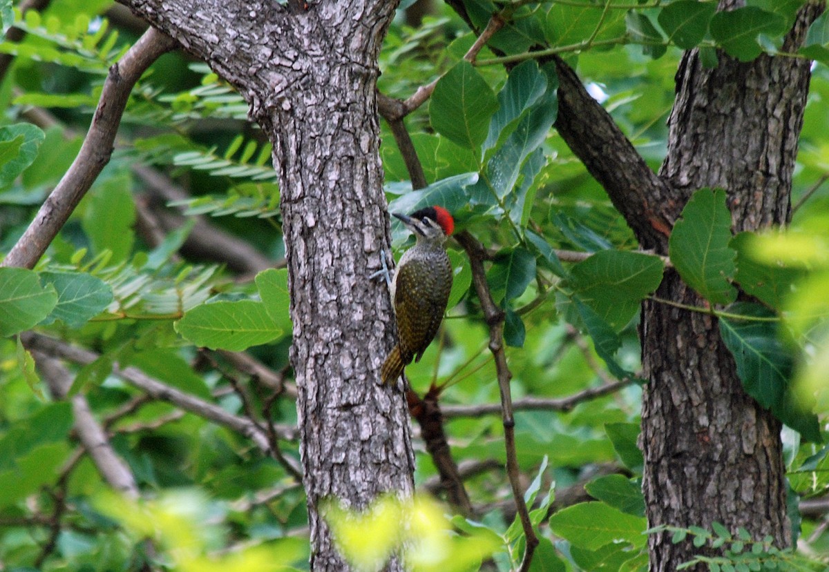 Fine-spotted Woodpecker - Nigel Voaden