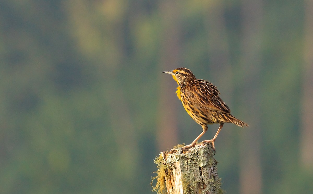 Eastern Meadowlark (Eastern) - Nigel Voaden