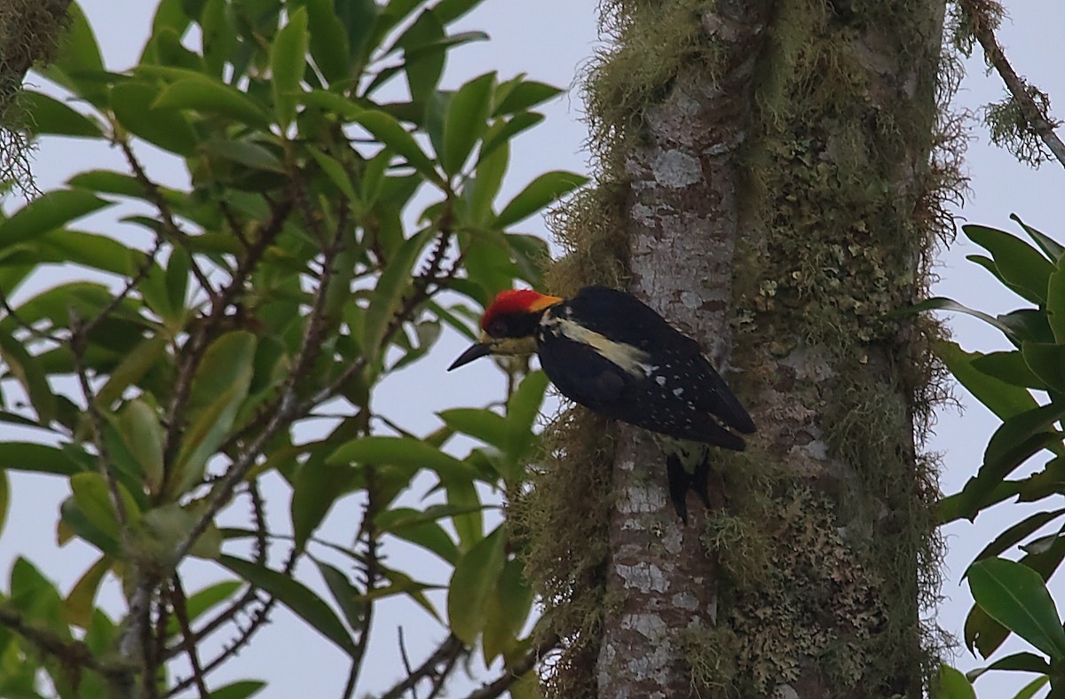 Beautiful Woodpecker - Nigel Voaden