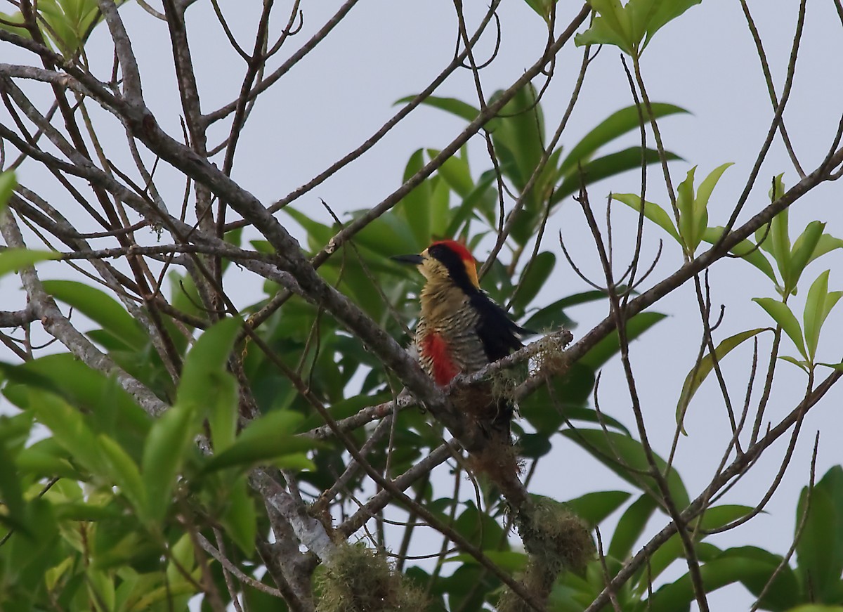 Beautiful Woodpecker - ML45283511