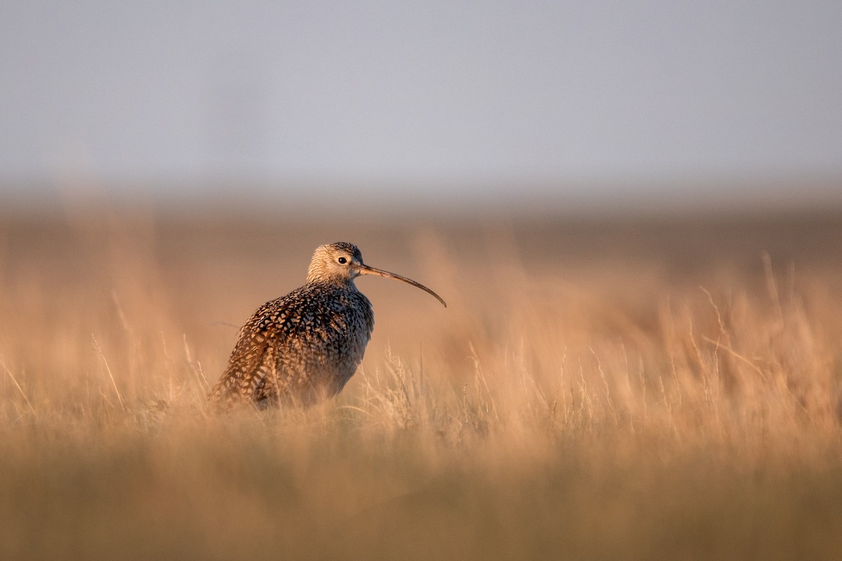 Long-billed Curlew - ML452836781
