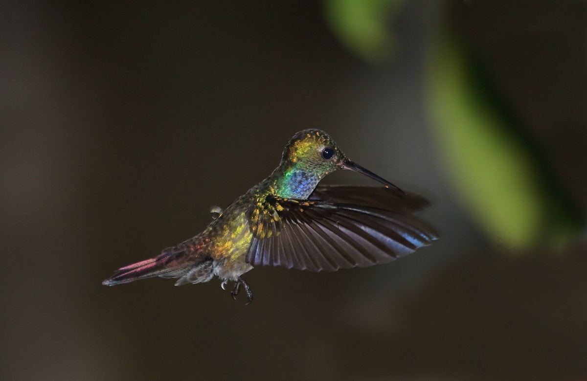 Blue-chested Hummingbird - ML45283761
