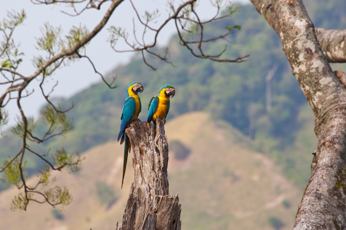 Blue-and-yellow Macaw - Nigel Voaden