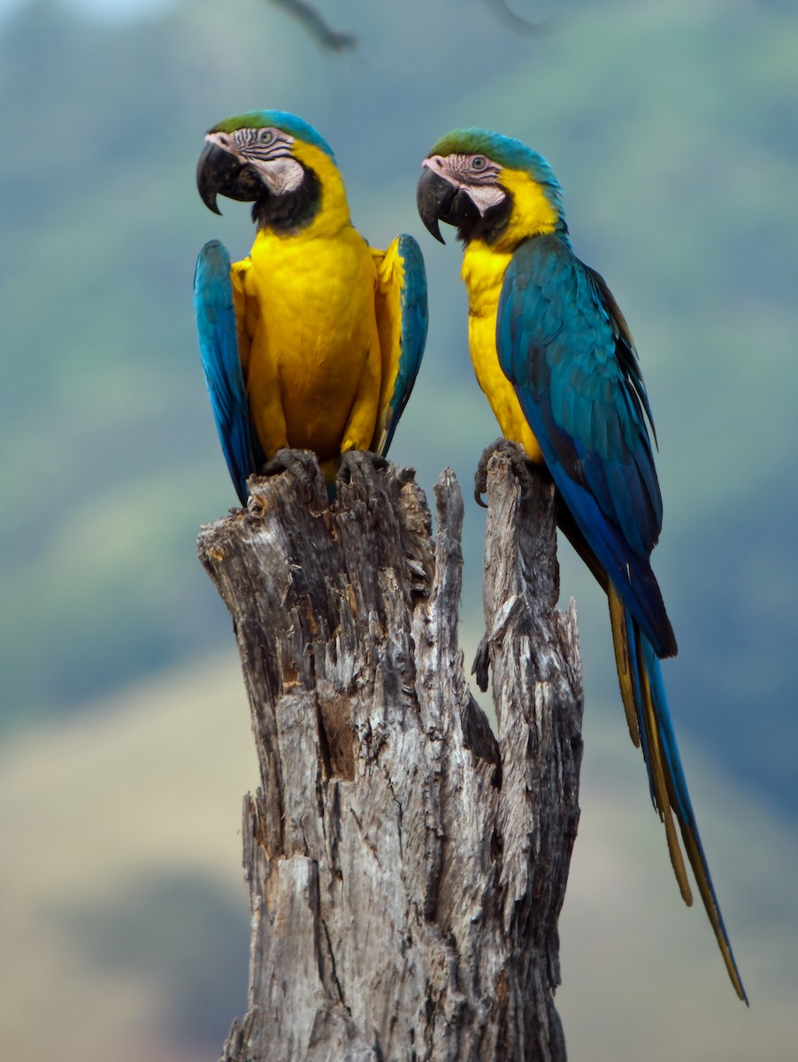 Blue-and-yellow Macaw - Nigel Voaden