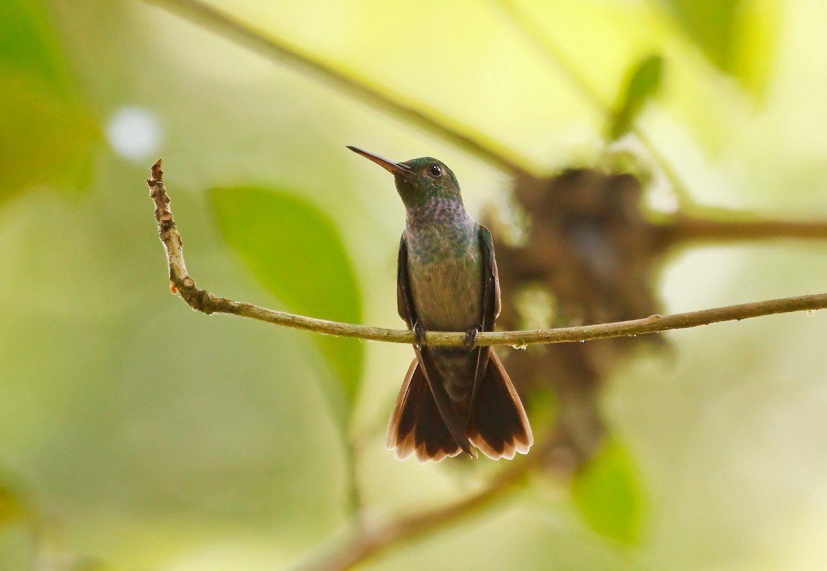 Blue-chested Hummingbird - Nigel Voaden