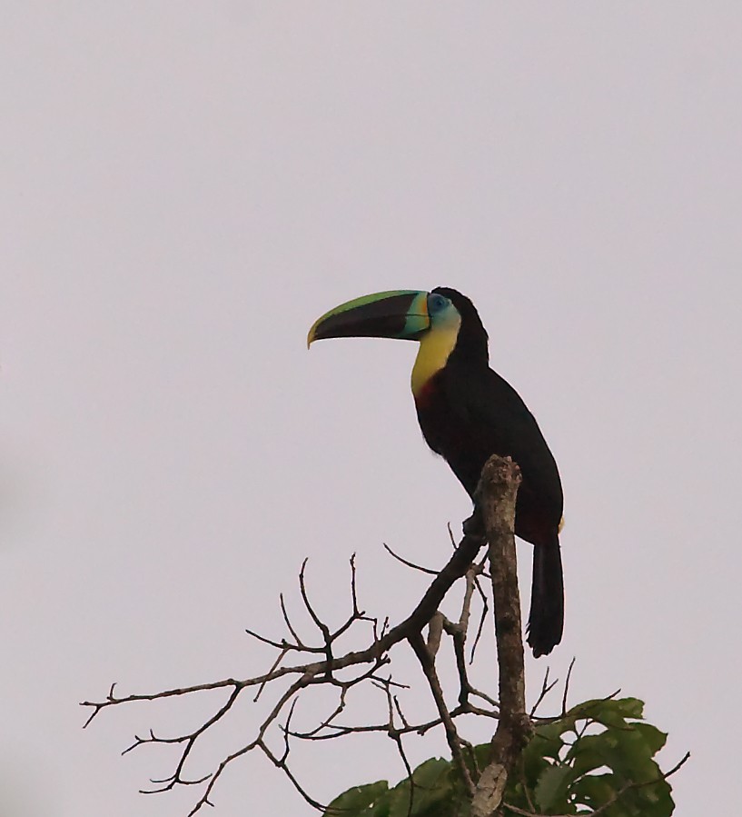 Channel-billed Toucan (Citron-throated) - ML45284231