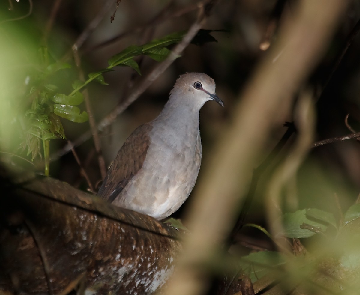 Gray-chested Dove - ML45284561