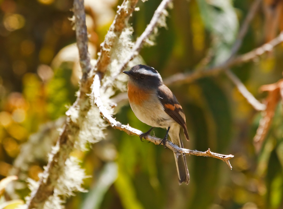 Rufous-breasted Chat-Tyrant - ML45284831