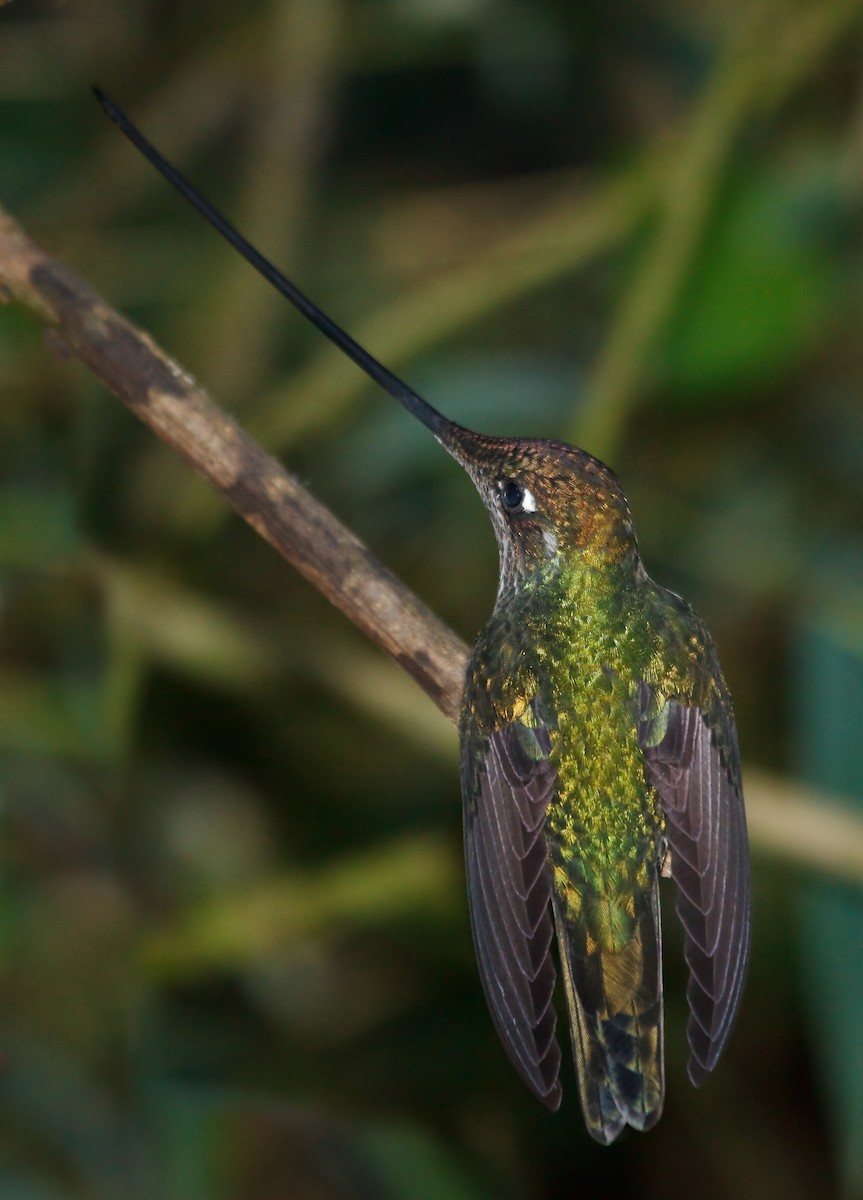 Sword-billed Hummingbird - ML45284871