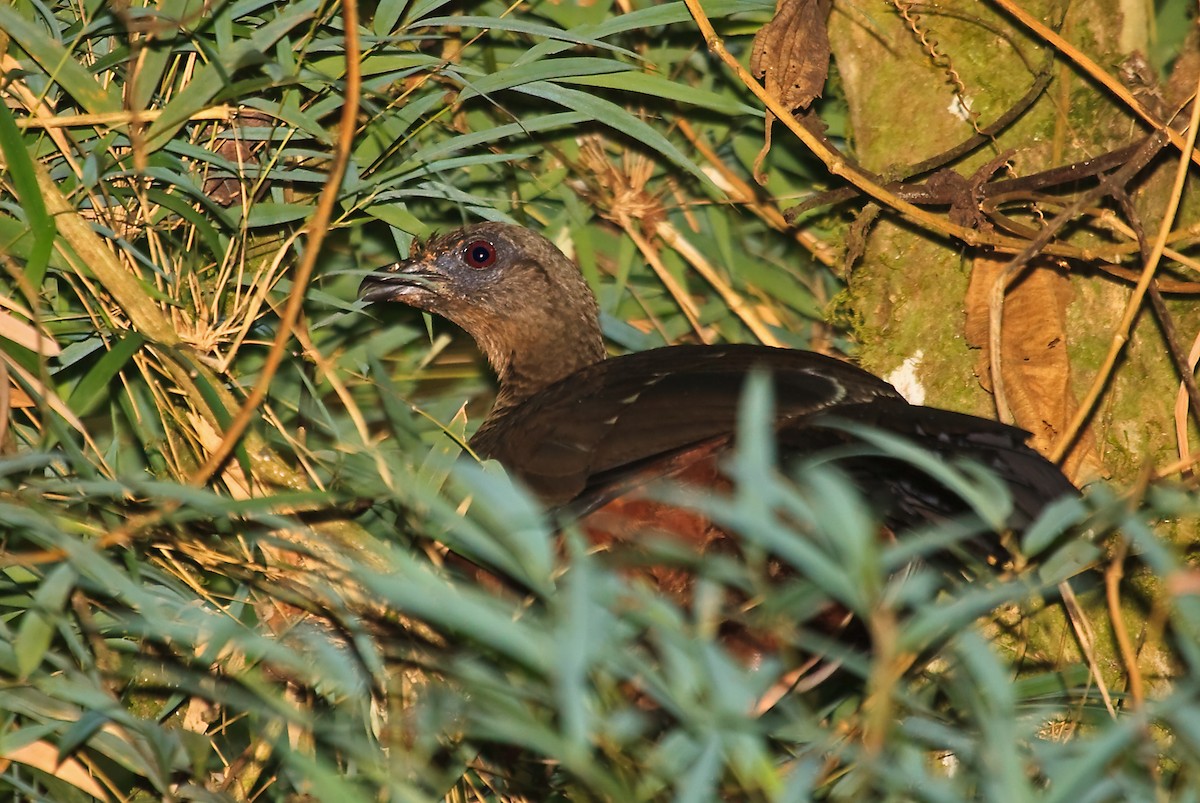 Sickle-winged Guan - ML45285001