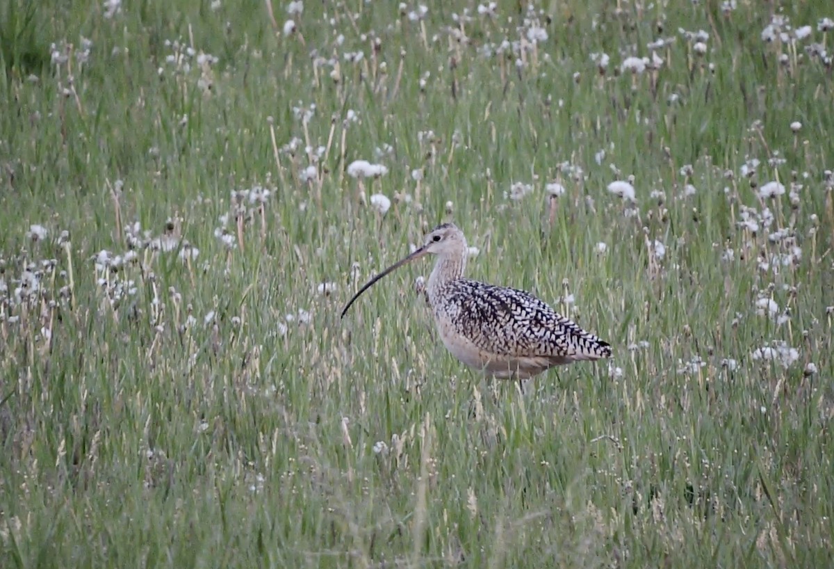 Long-billed Curlew - ML452855291