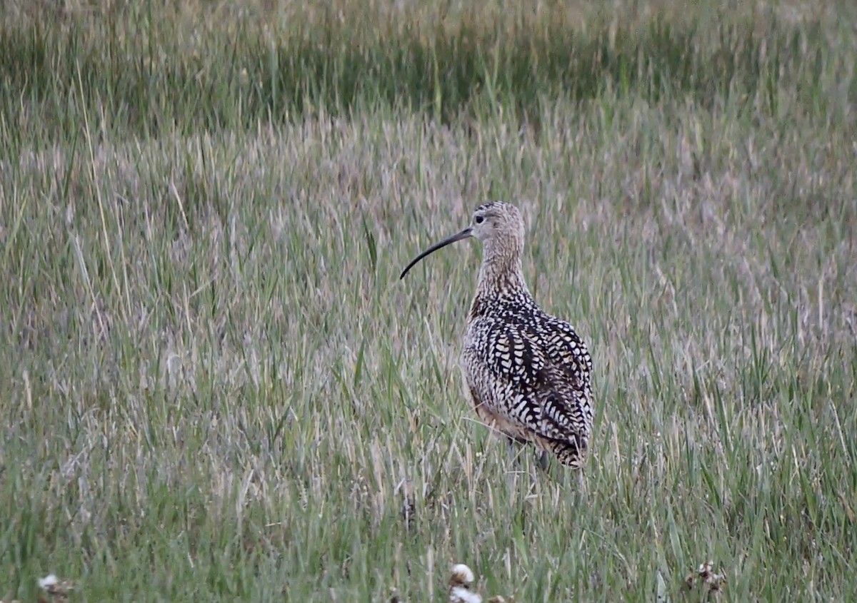 Long-billed Curlew - ML452855331
