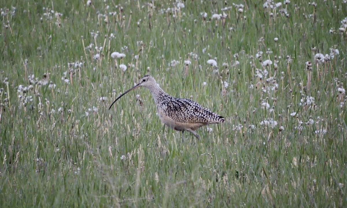 Long-billed Curlew - ML452855361