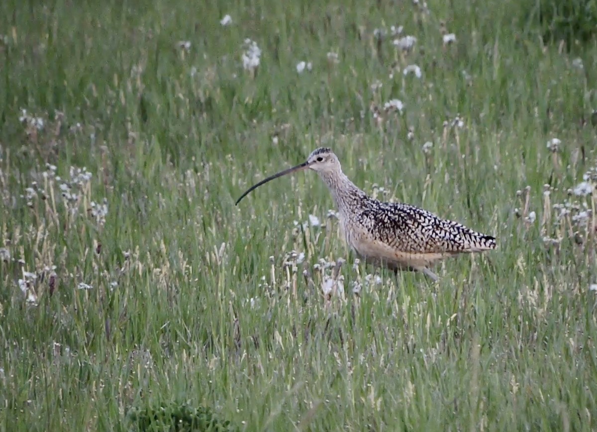 Long-billed Curlew - ML452855371