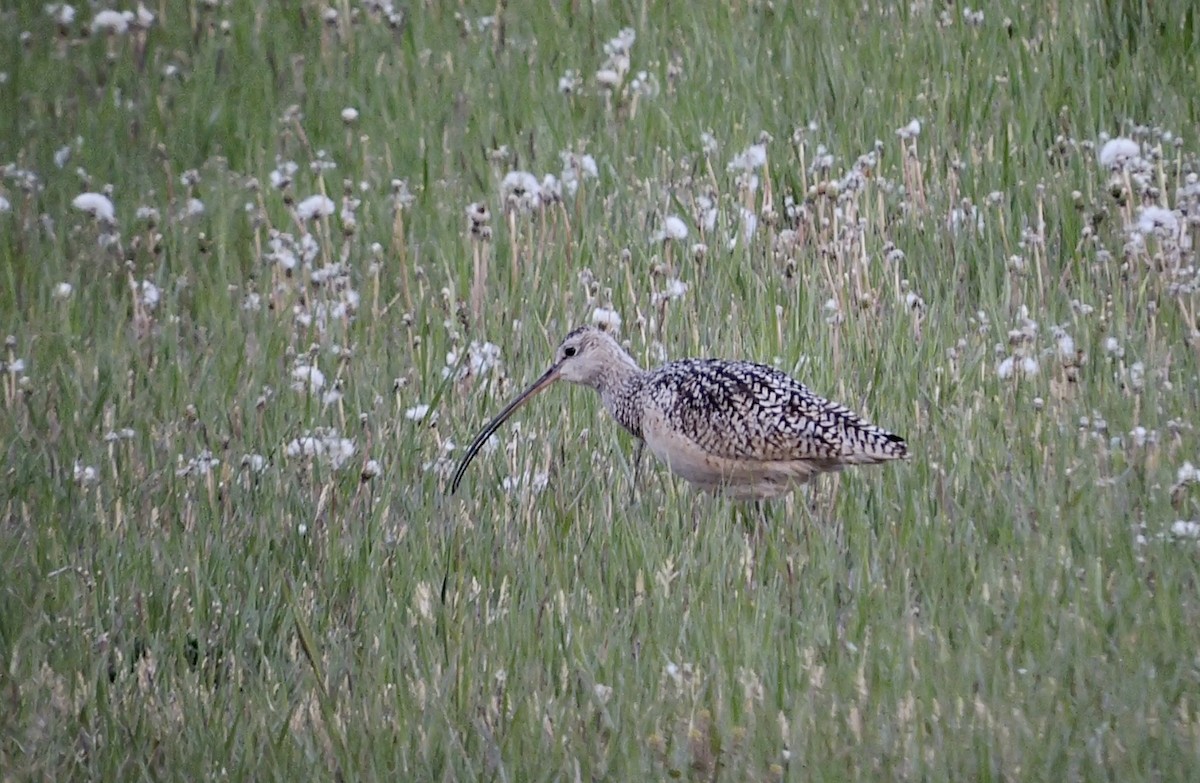Long-billed Curlew - ML452855381
