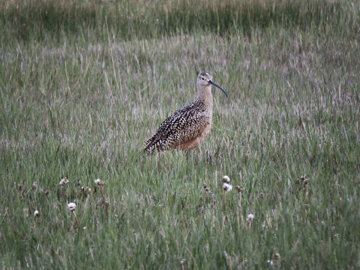 Long-billed Curlew - ML452855411