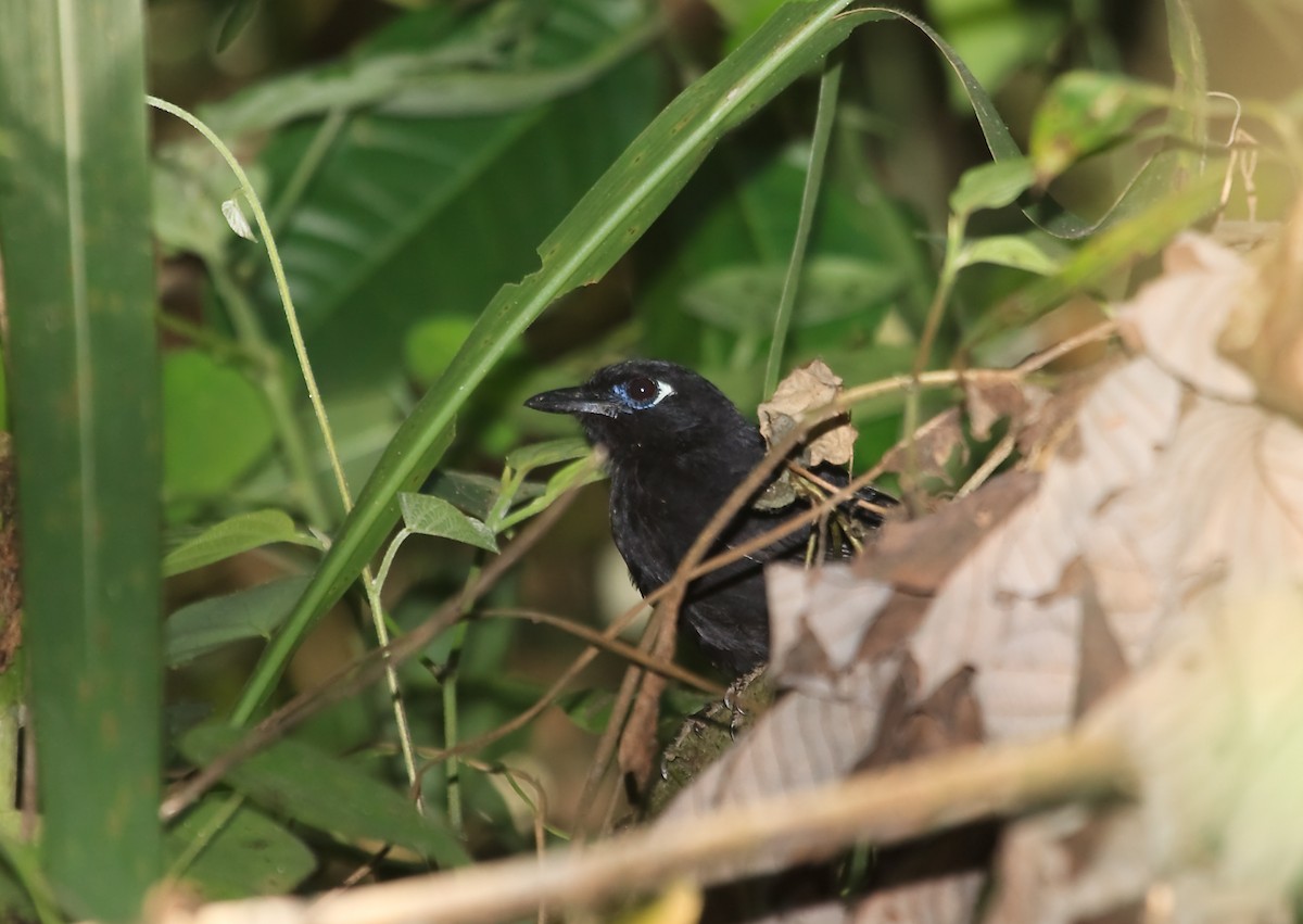 Blue-lored Antbird - ML45285601