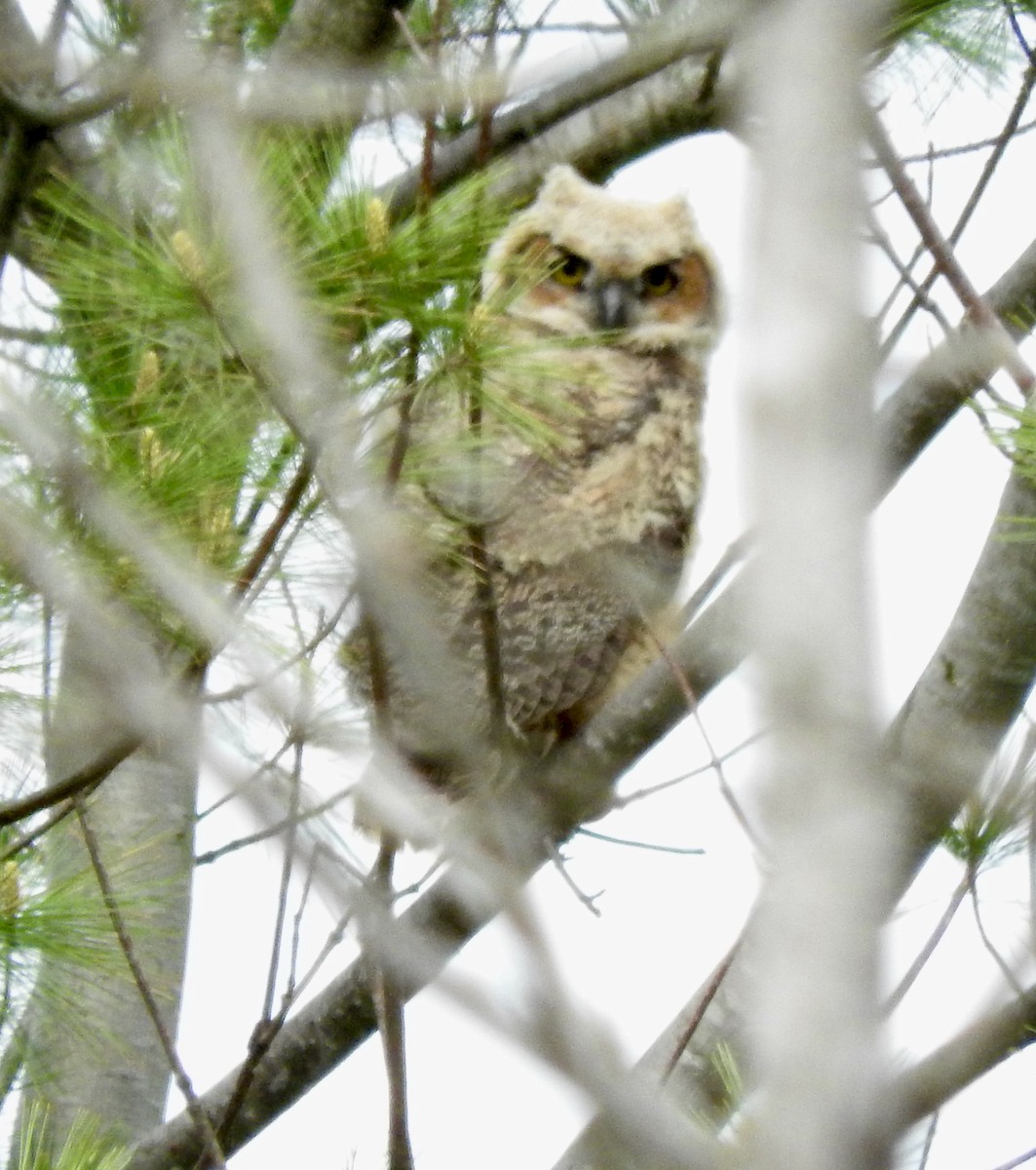 Great Horned Owl - ML452856391