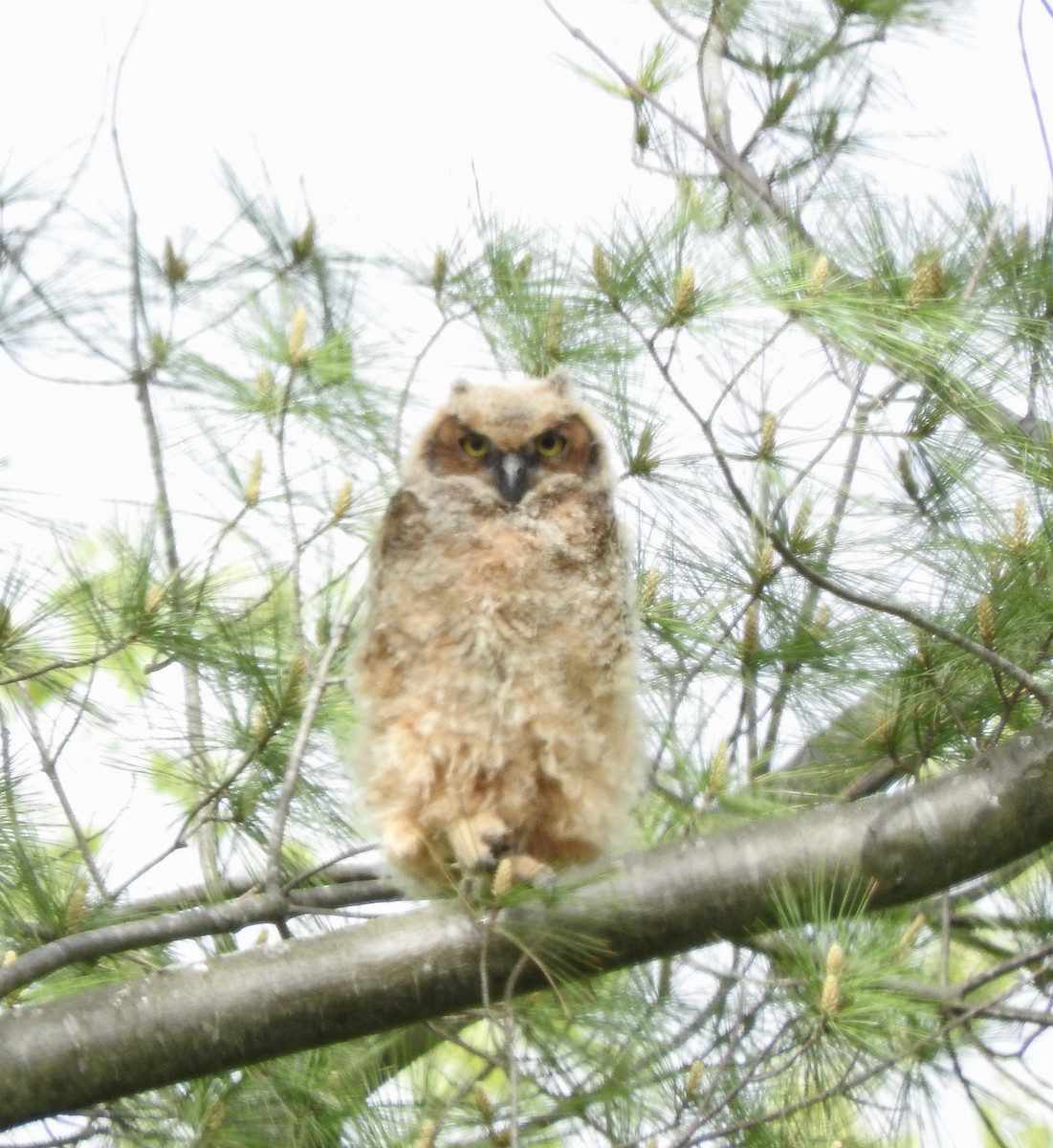 Great Horned Owl - ML452856411