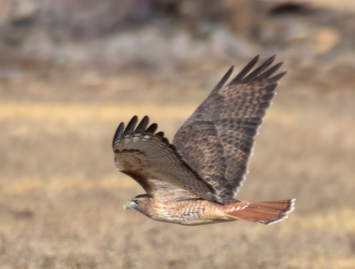 Red-tailed Hawk (calurus/alascensis) - ML45285911