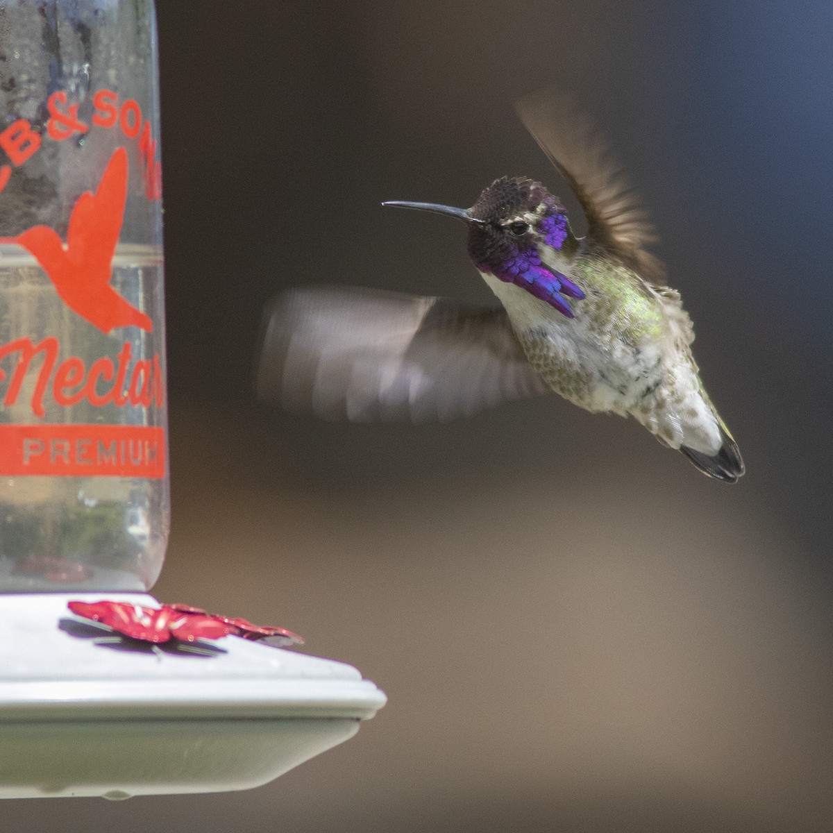 Costa's Hummingbird - ML452859311
